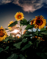 Sunflower Festival