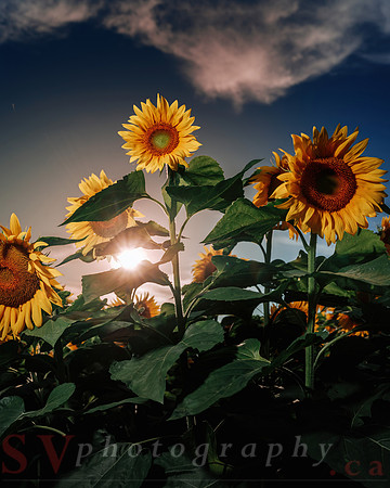Sunflower Festival