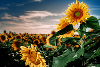 Sunflower Festival