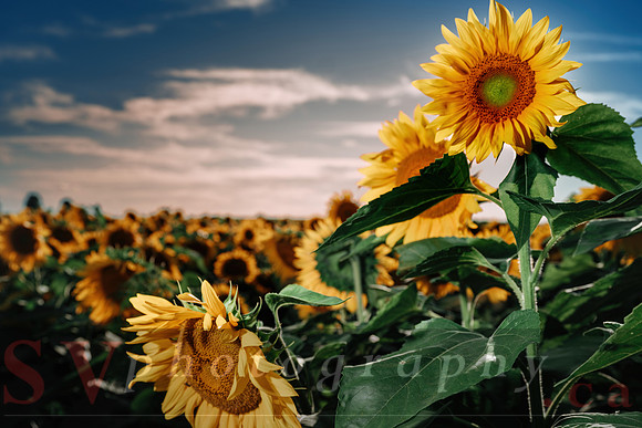 Sunflower Festival