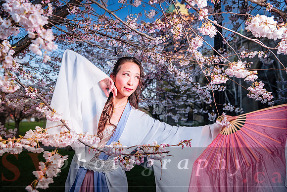 Cherry Blossoms