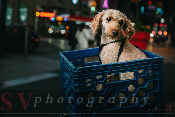 Toronto Street Photos
