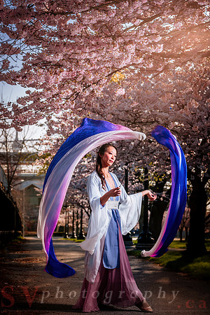 Cherry Blossoms