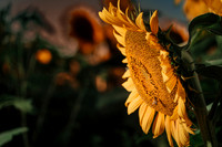 Sunflower Festival