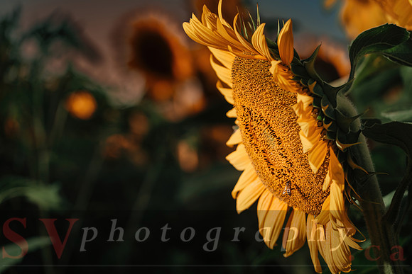 Sunflower Festival