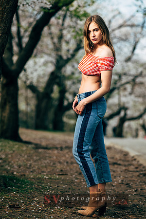 Cherry Blossoms