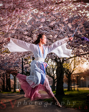 Cherry Blossoms