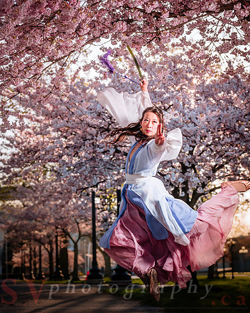 Cherry Blossoms