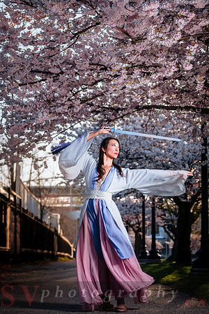 Cherry Blossoms