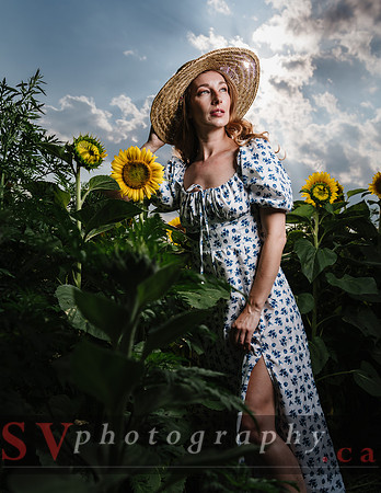 Sunflowers