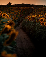 Sunflower Festival