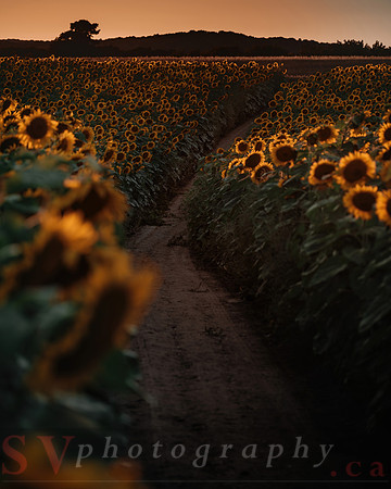 Sunflower Festival