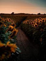 Sunflower Festival