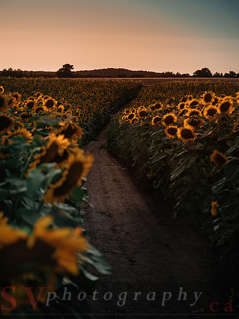 Sunflower Festival