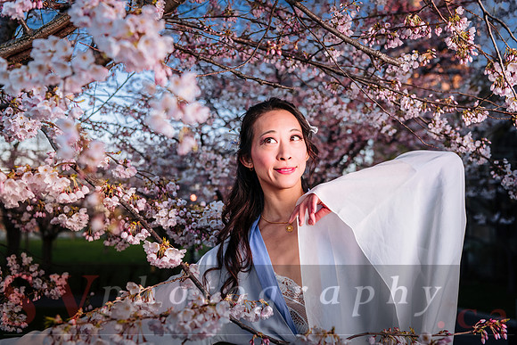 Cherry Blossoms