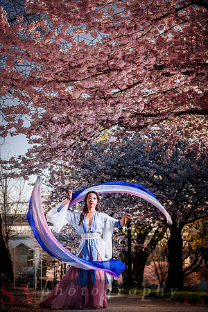 Cherry Blossoms