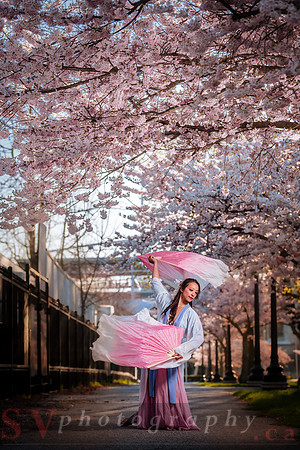 Cherry Blossoms
