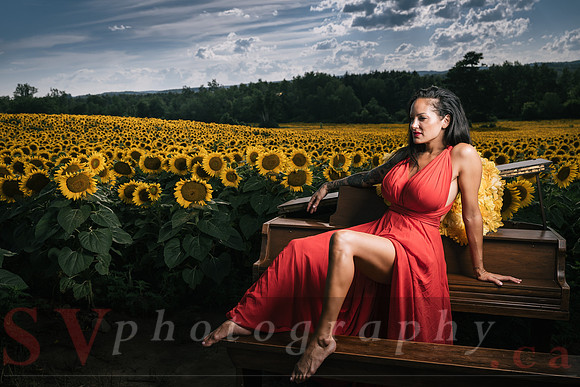Sunflower Farm