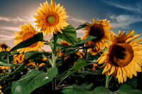 Sunflower Festival