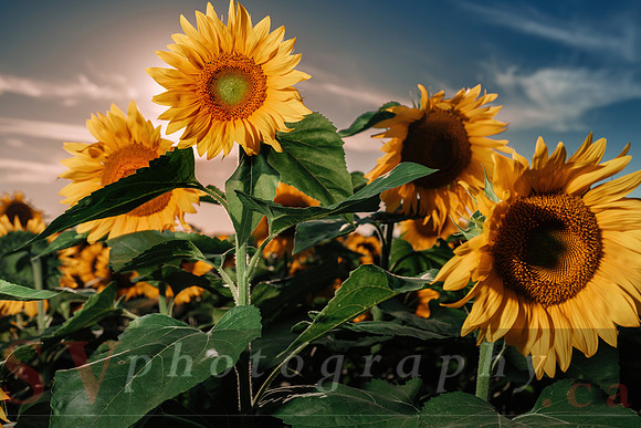 Sunflower Festival